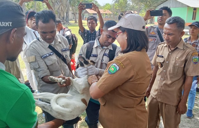 Kepala Dinas Pertanian dr. Januaria Maria Seran Bersama Tim Peternakan Didampimgi Kepala Fafoe Adakan Vaksin HPR Pada Anjing (Foto_red)