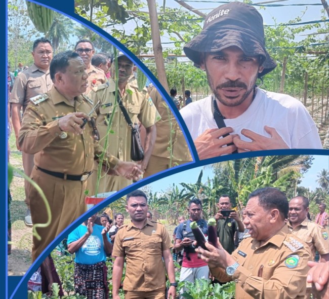 Program 3K Berhasil Dipanen Oleh Kelompok Milenial Garden Lorotolus, Bersama Bupati Malaka Dr. Simon Nahak S.H.,MH (Foto_red)