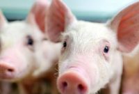 Pengadaan Bibit Babi Tidak Sesuai RAB 