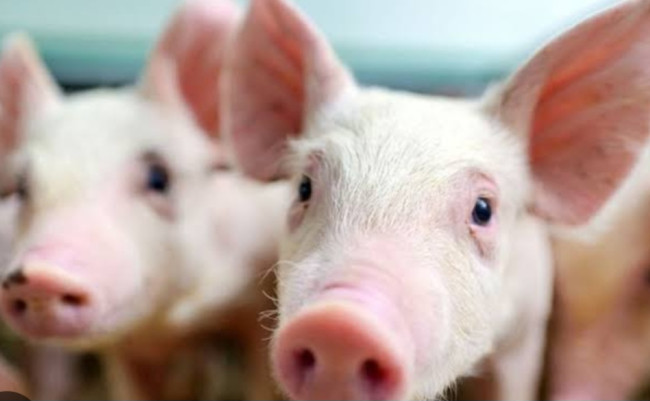 Pengadaan Bibit Babi Tidak Sesuai RAB 