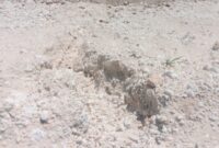 Kondisi Tanggul Naimana Setalah PHO. (Foto-red)