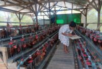 Kepala Desa Taaba, Ida Hoar Nahak,  Saat Menyimpan Telur Ayam, Hasil Produksi dari Usaha Ayam Petelur Milik BumDes Desa Taaba.(Foto-red)