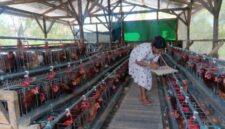Kepala Desa Taaba, Ida Hoar Nahak,  Saat Menyimpan Telur Ayam, Hasil Produksi dari Usaha Ayam Petelur Milik BumDes Desa Taaba.(Foto-red)