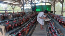 Kepala Desa Taaba, Ida Hoar Nahak,  Saat Menyimpan Telur Ayam, Hasil Produksi dari Usaha Ayam Petelur Milik BumDes Desa Taaba.(Foto-red)