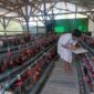 Kepala Desa Taaba, Ida Hoar Nahak,  Saat Menyimpan Telur Ayam, Hasil Produksi dari Usaha Ayam Petelur Milik BumDes Desa Taaba.(Foto-red)